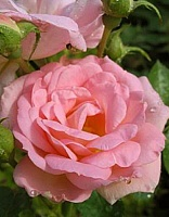 Роза Мари Викторин 